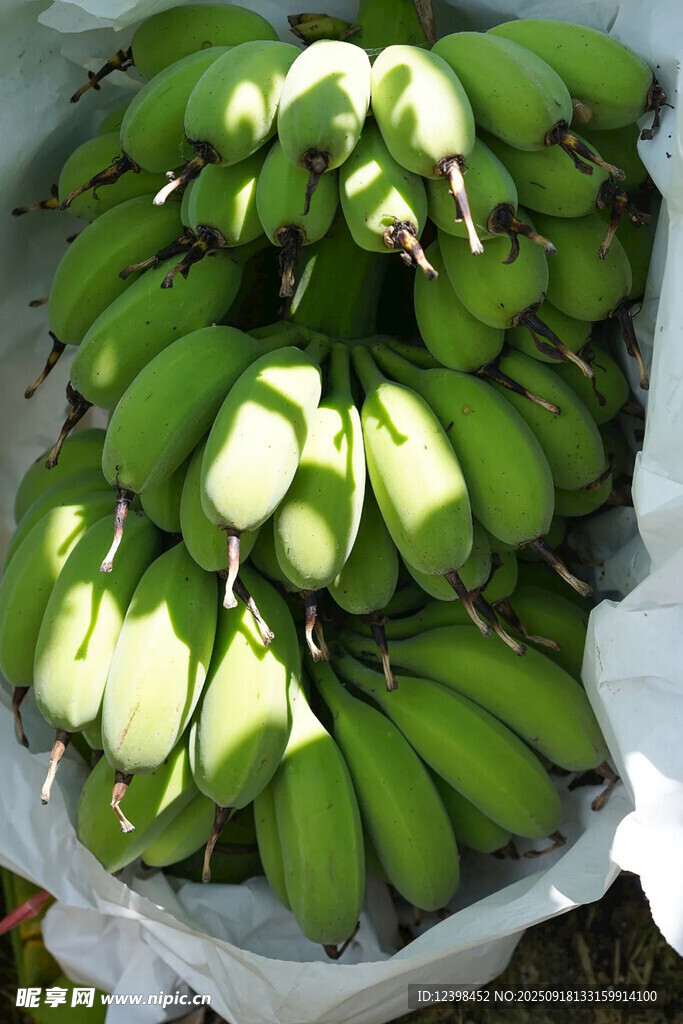 新鲜青香蕉堆放在一起