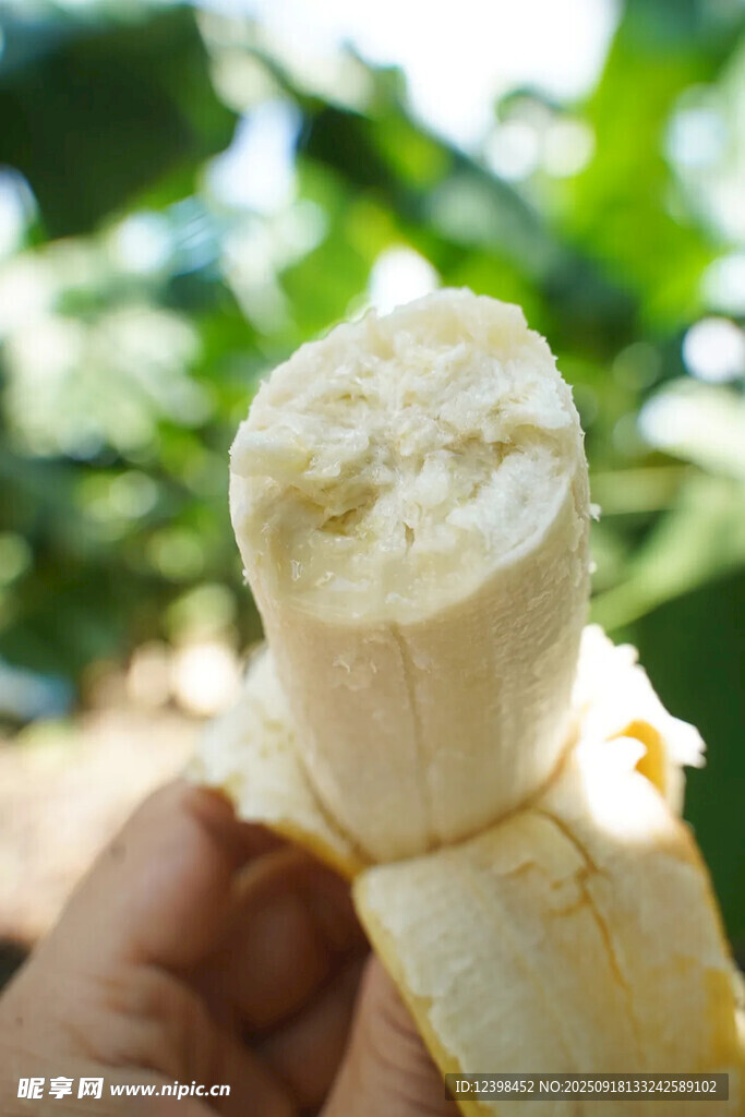 剥开的新鲜香蕉特写