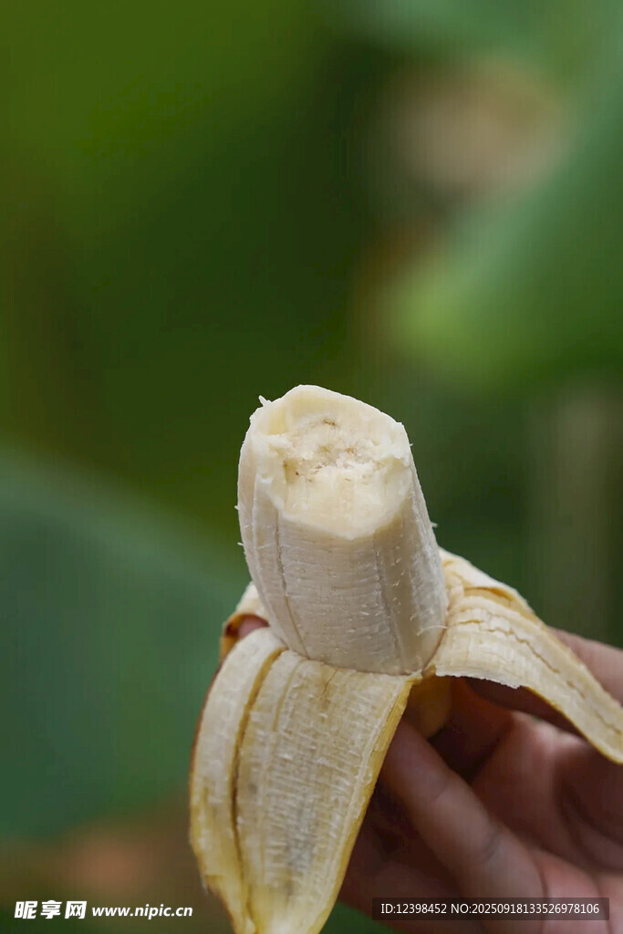 剥开的新鲜香蕉