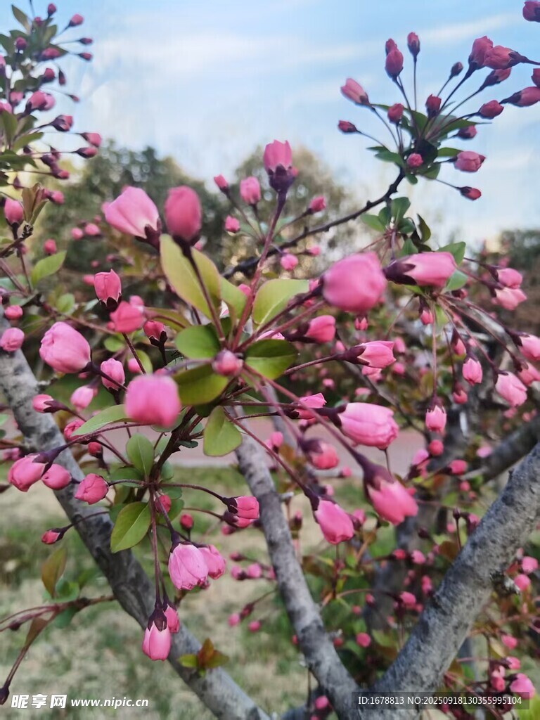 海棠花