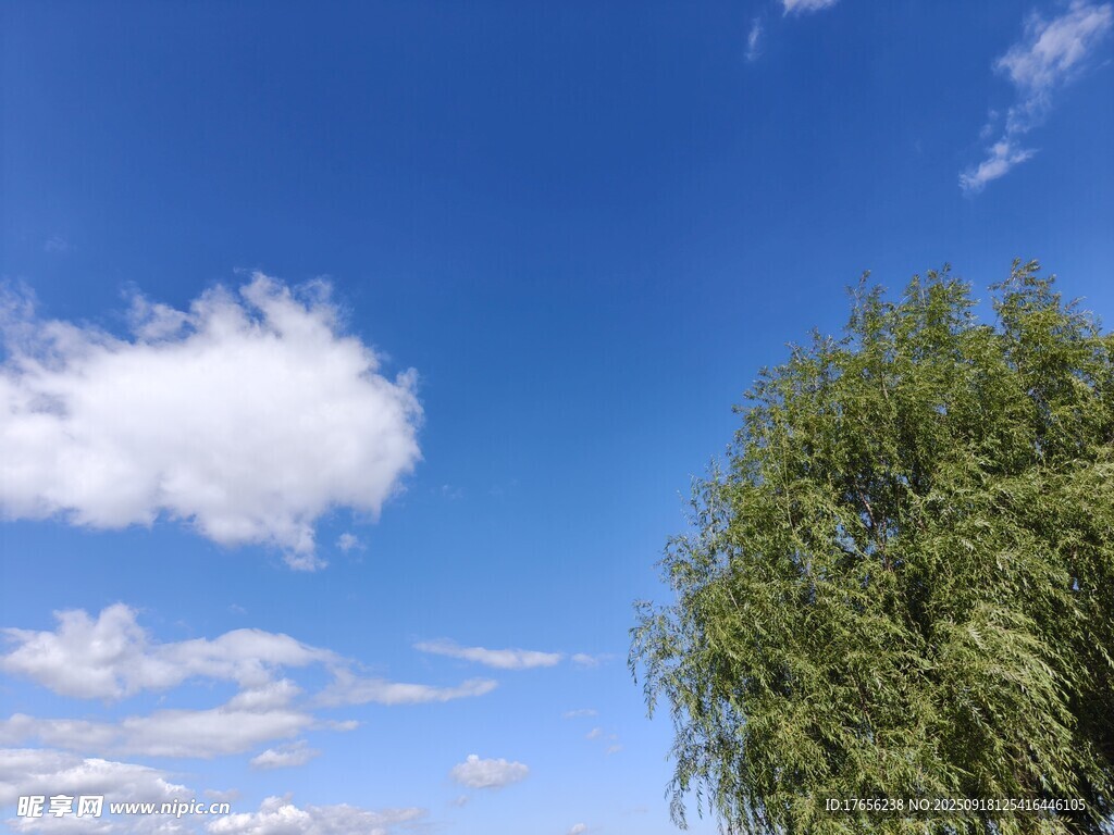蓝天绿树间的悠然景致