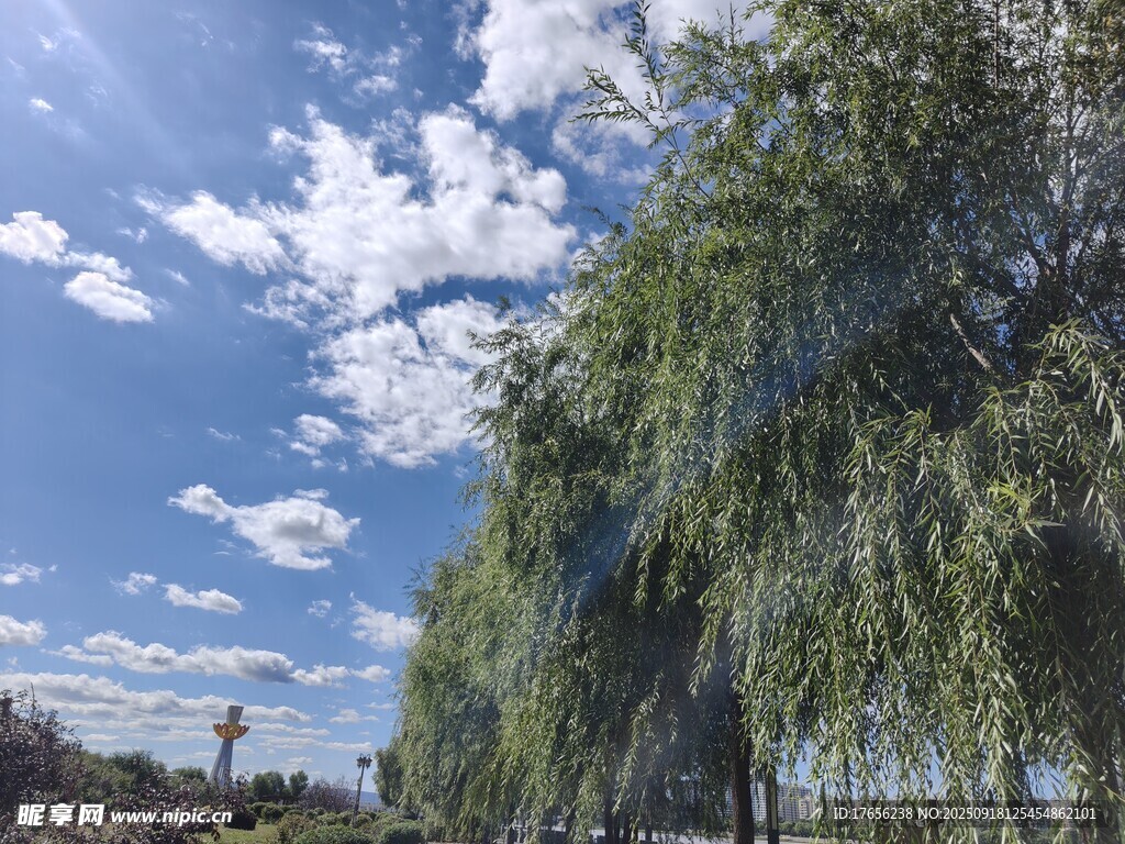 蓝天白云下的垂柳风景