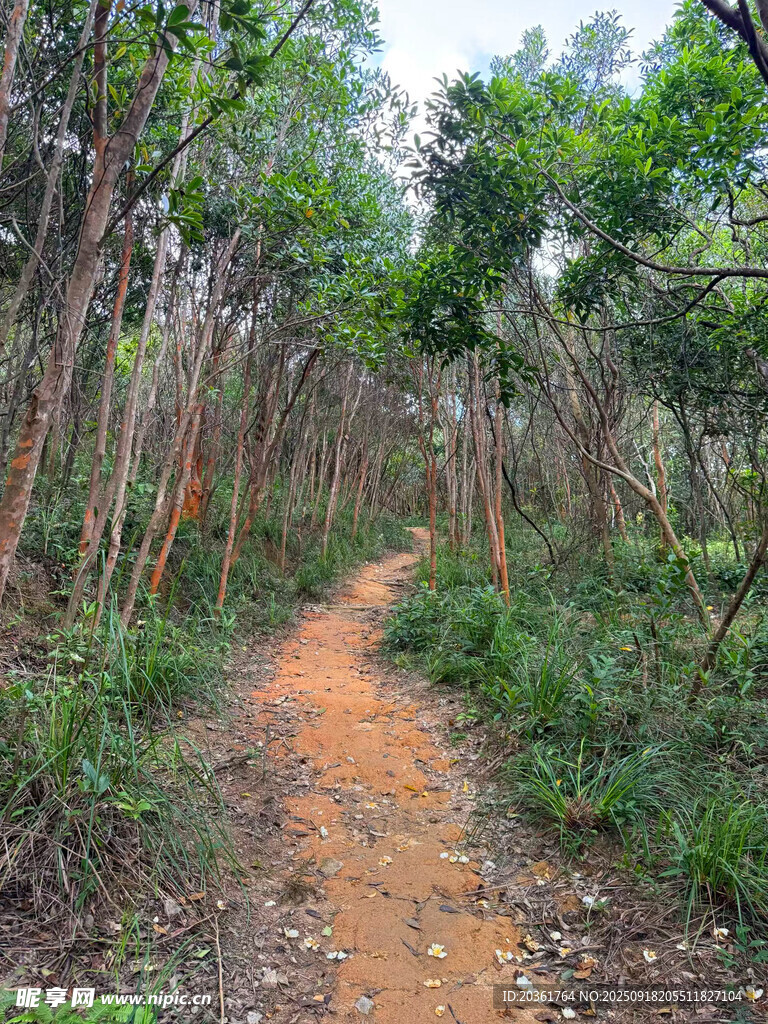 林间小径