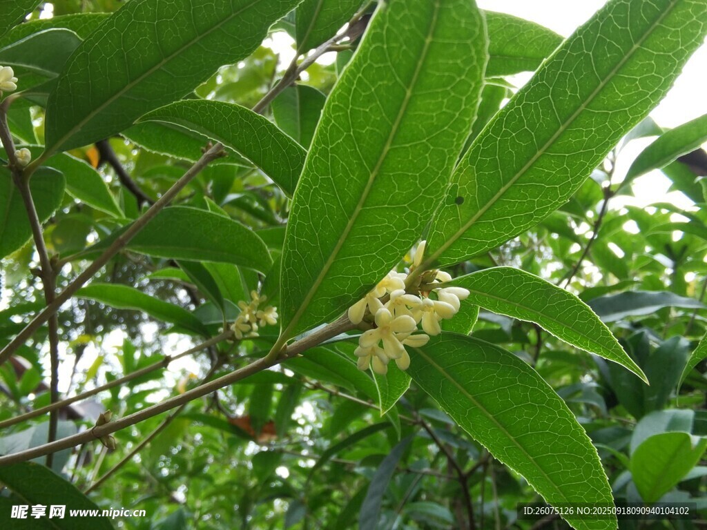 绿叶丛中的桂花绽放