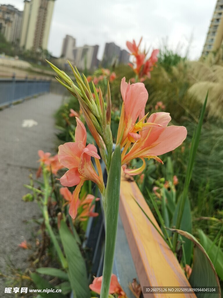 路边绽放的娇艳粉色花朵