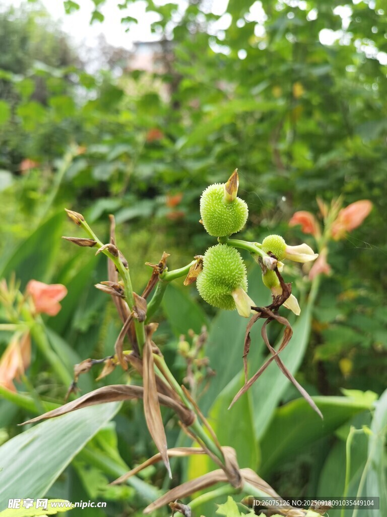 枝头青果初现生机