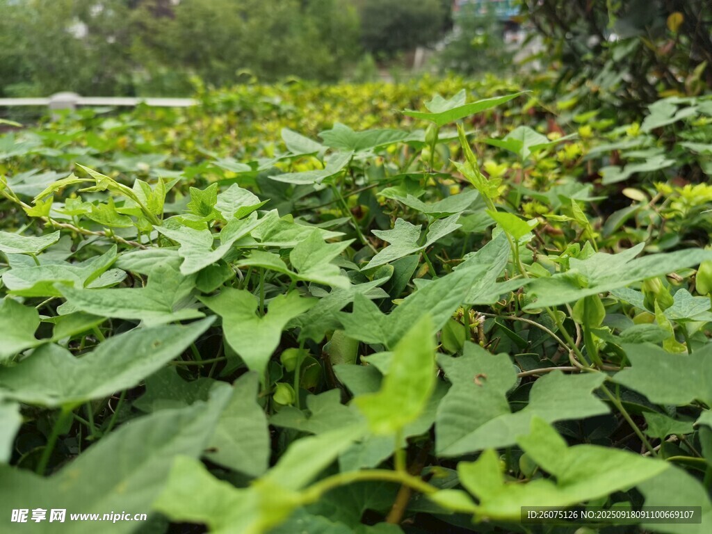 繁茂绿叶植物景观