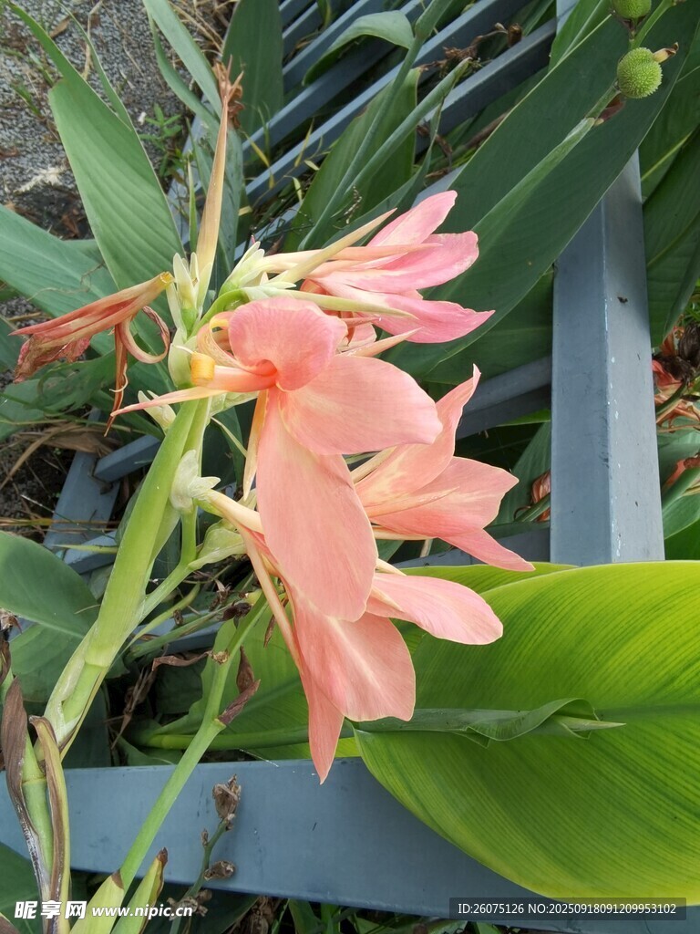 粉色娇美花卉特写