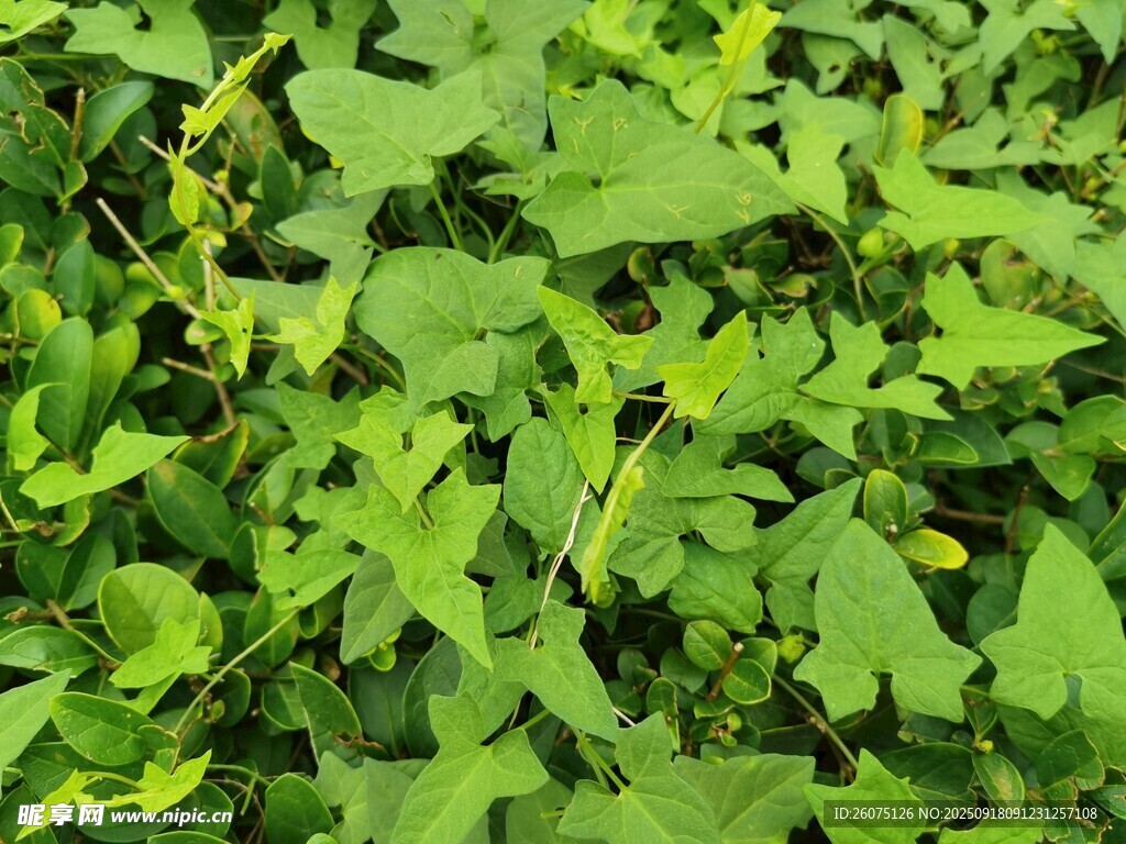 翠绿繁茂的绿色植物景观