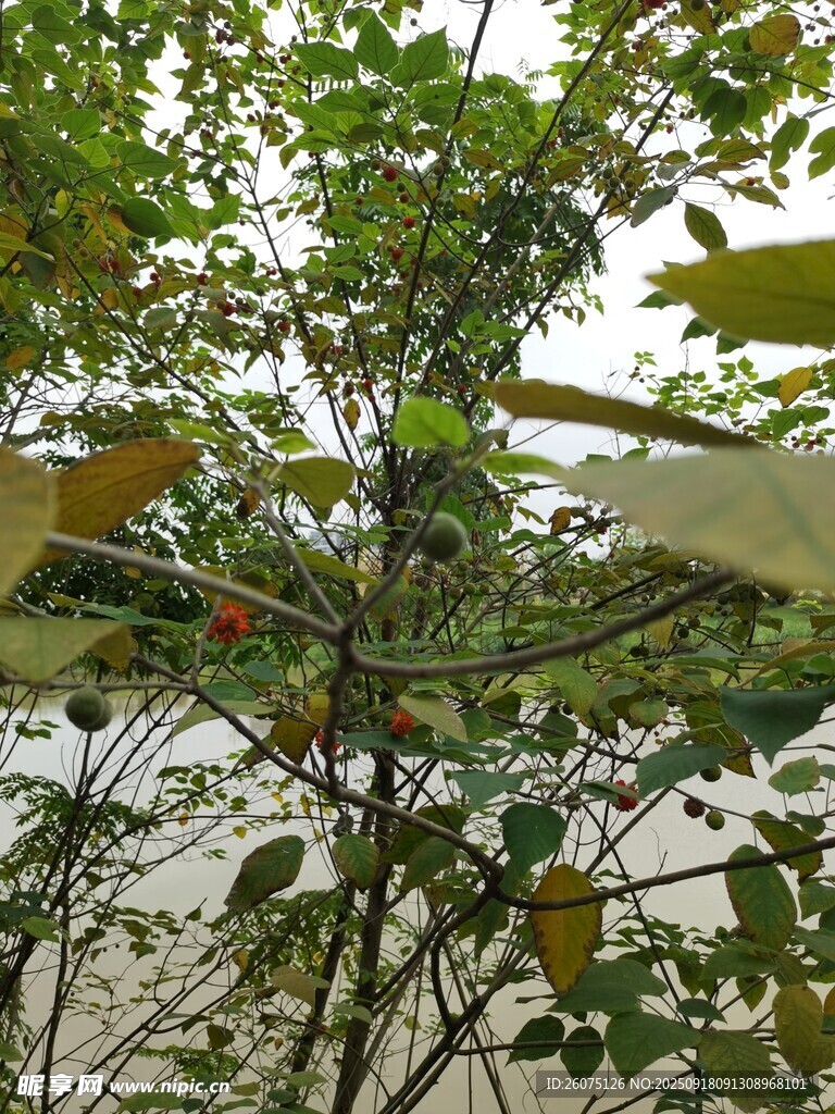 树上挂着的黄色果实