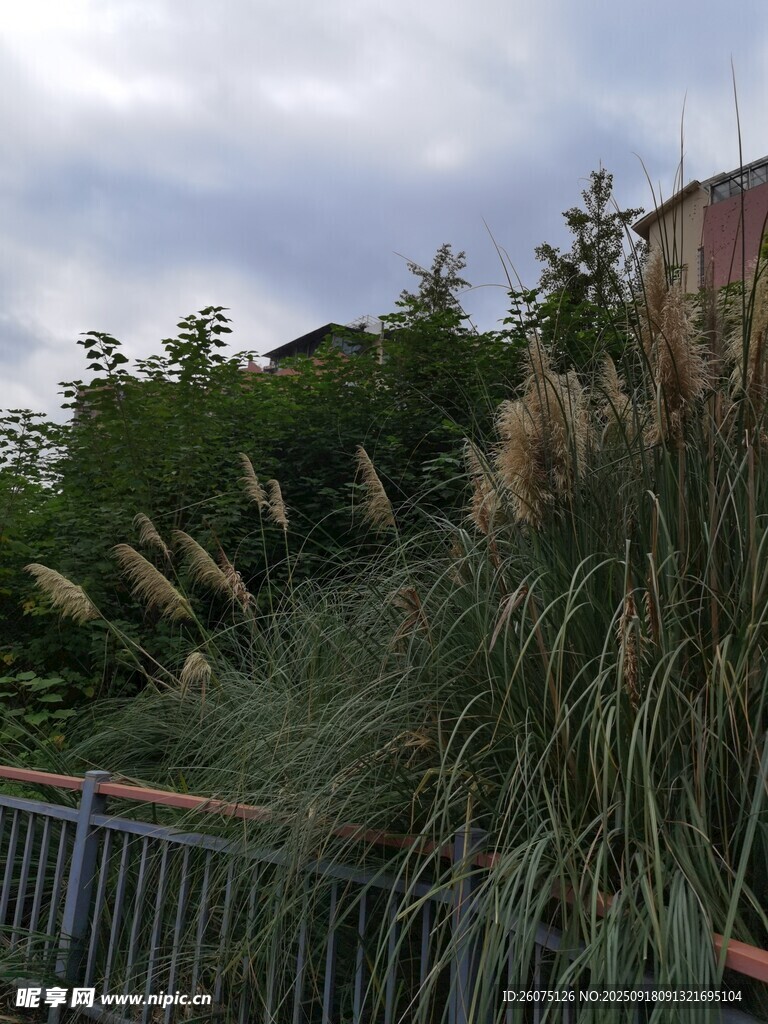 户外绿植景观