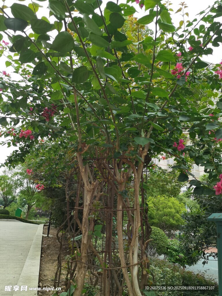 繁花缠绕的绿植景观