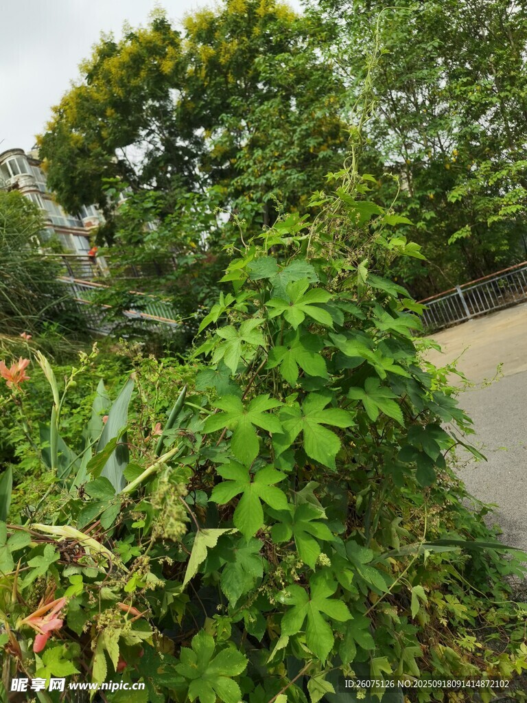路边繁茂绿植景观
