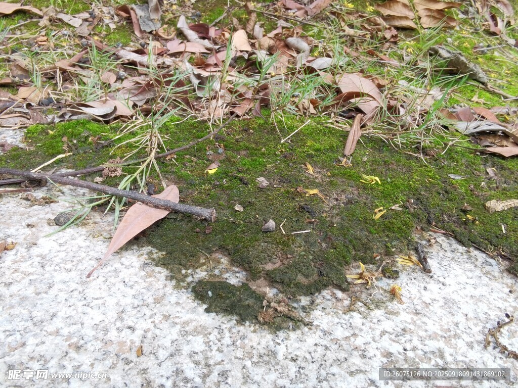 地面上的苔藓与枯叶