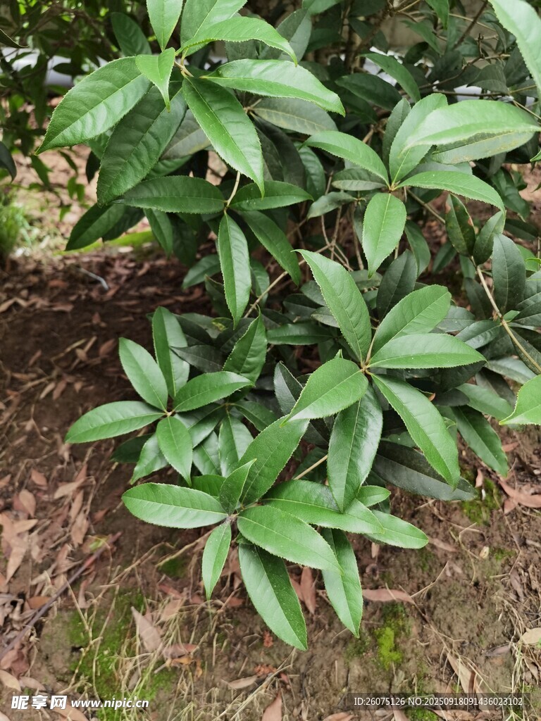 绿叶植物特写