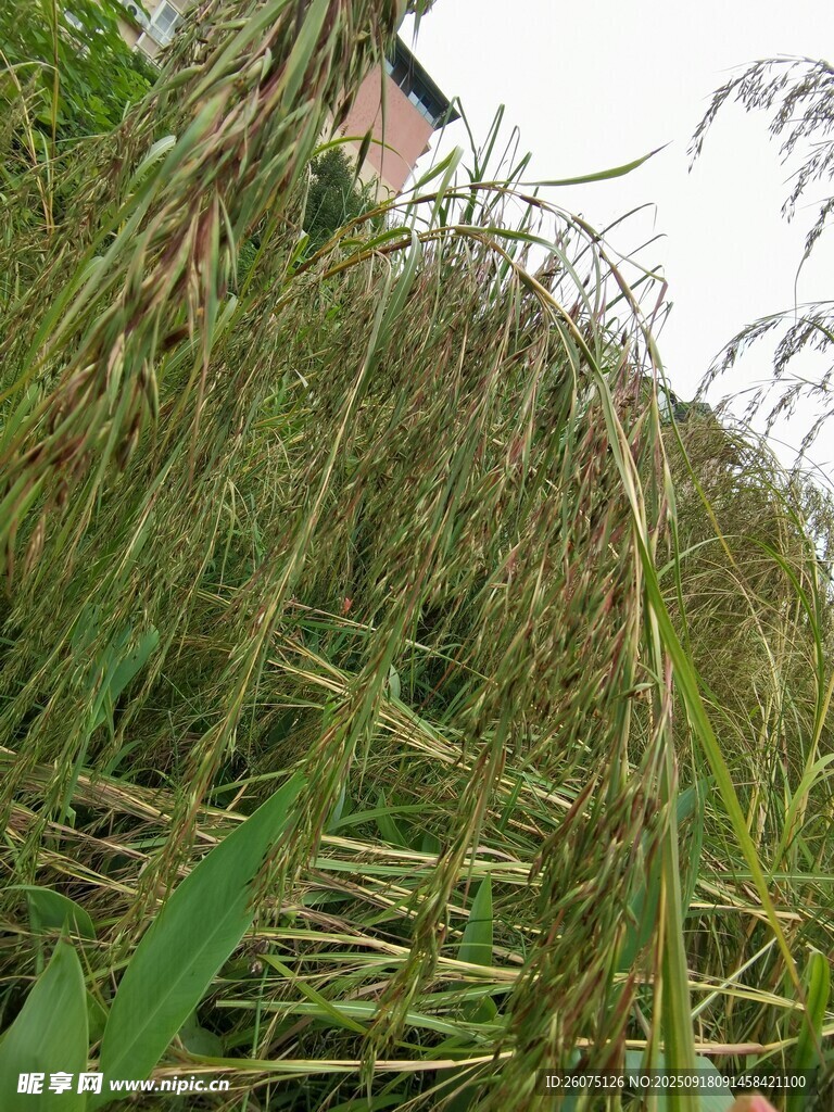 成熟的稻穗