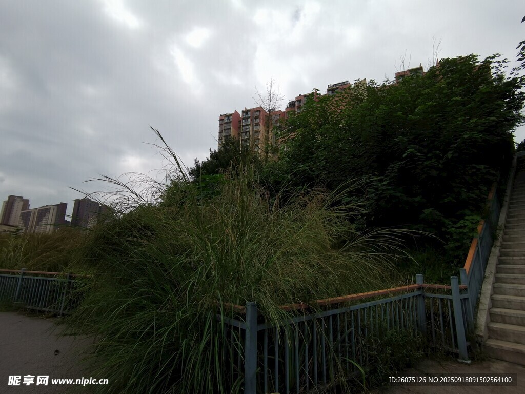 阴天小径旁绿植与建筑
