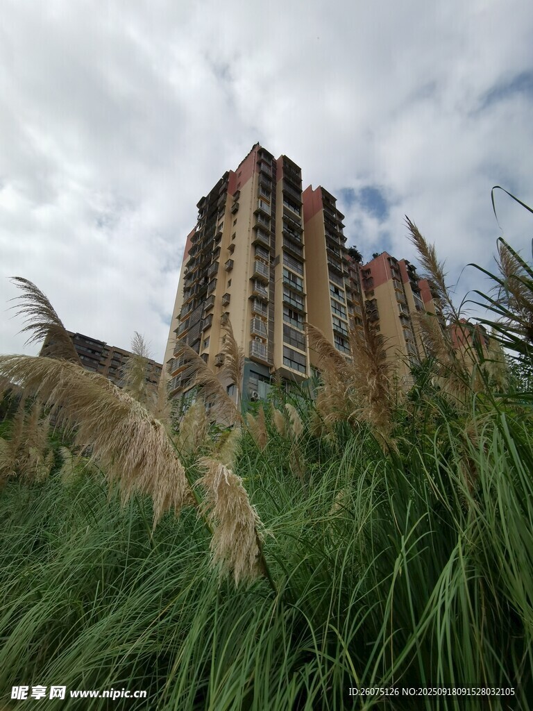 荒废建筑旁的茂盛野草