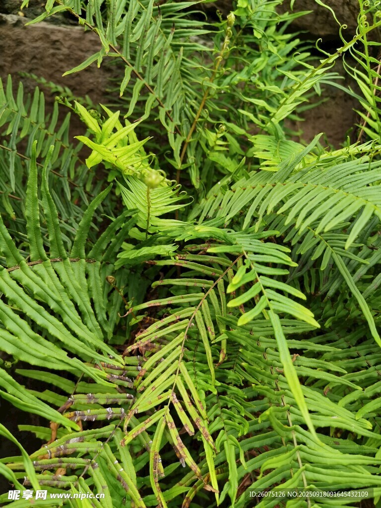 翠绿蕨类植物特写