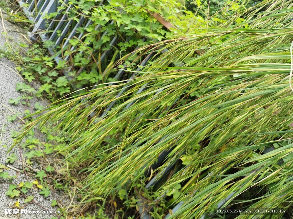 路边茂盛的绿色草丛