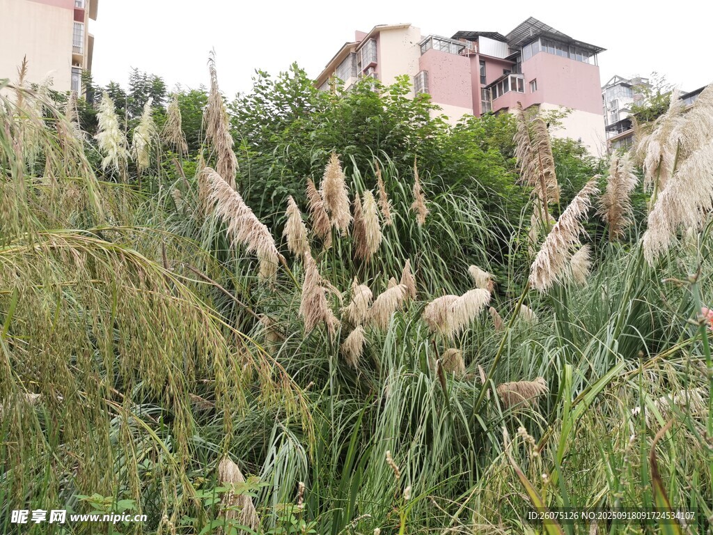 野外丛生的芦苇景观