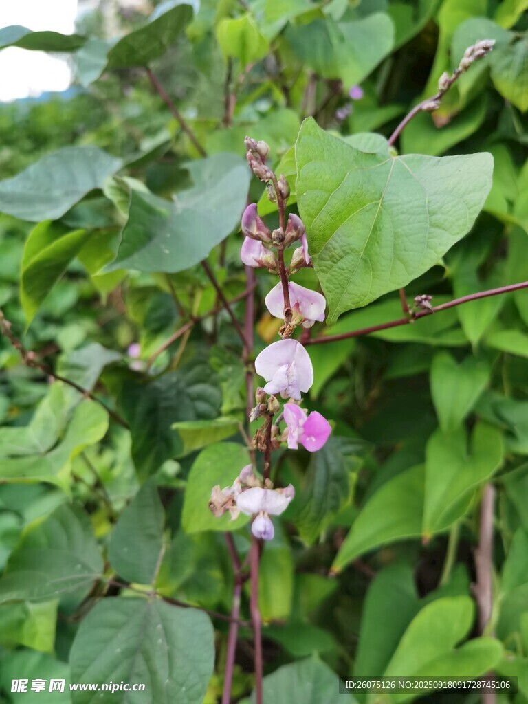 粉色花朵的绿色植物