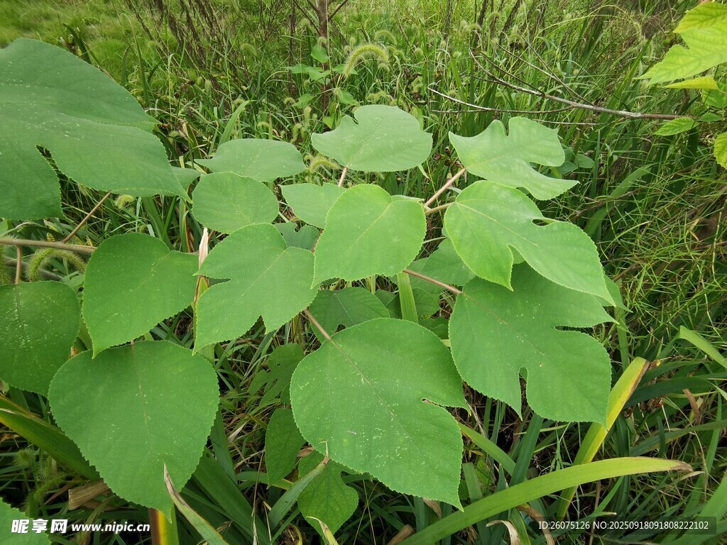 绿叶植物近景特写