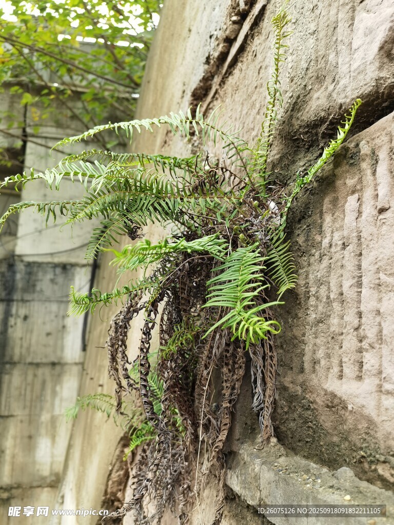 石缝中生长的蕨类植物