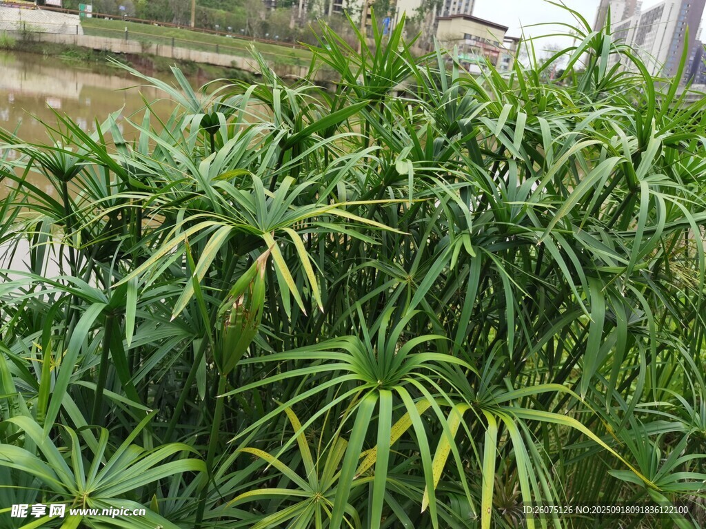 金边麦冬绿植景观