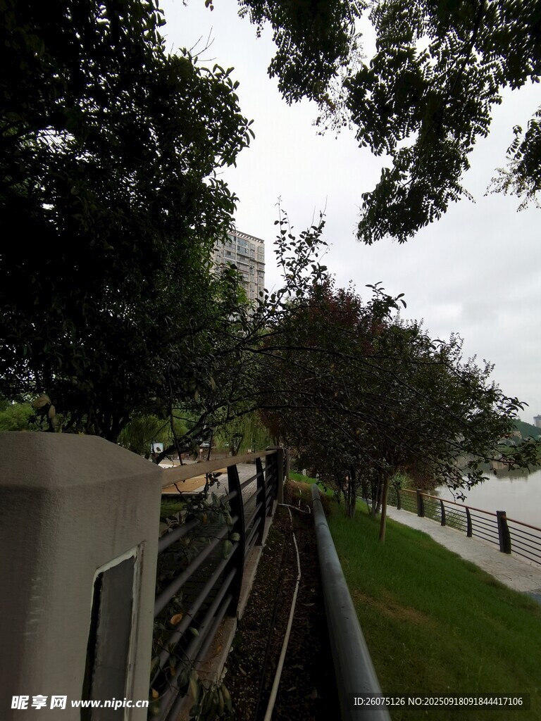 城市河畔绿树景观