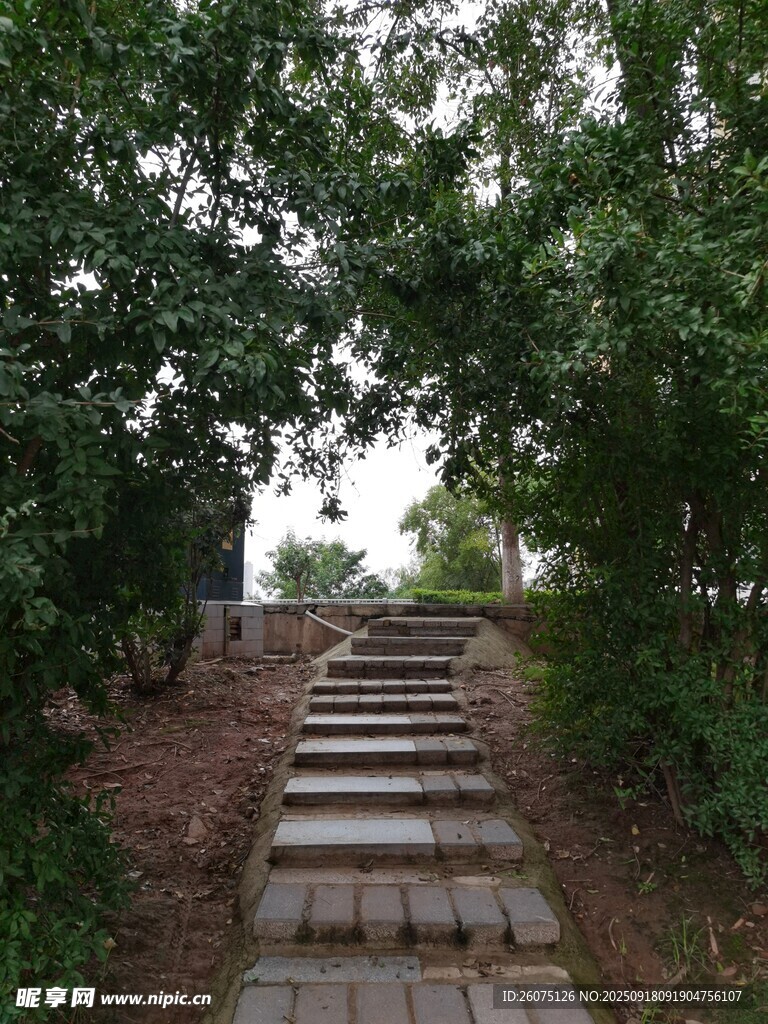 林间石阶小道