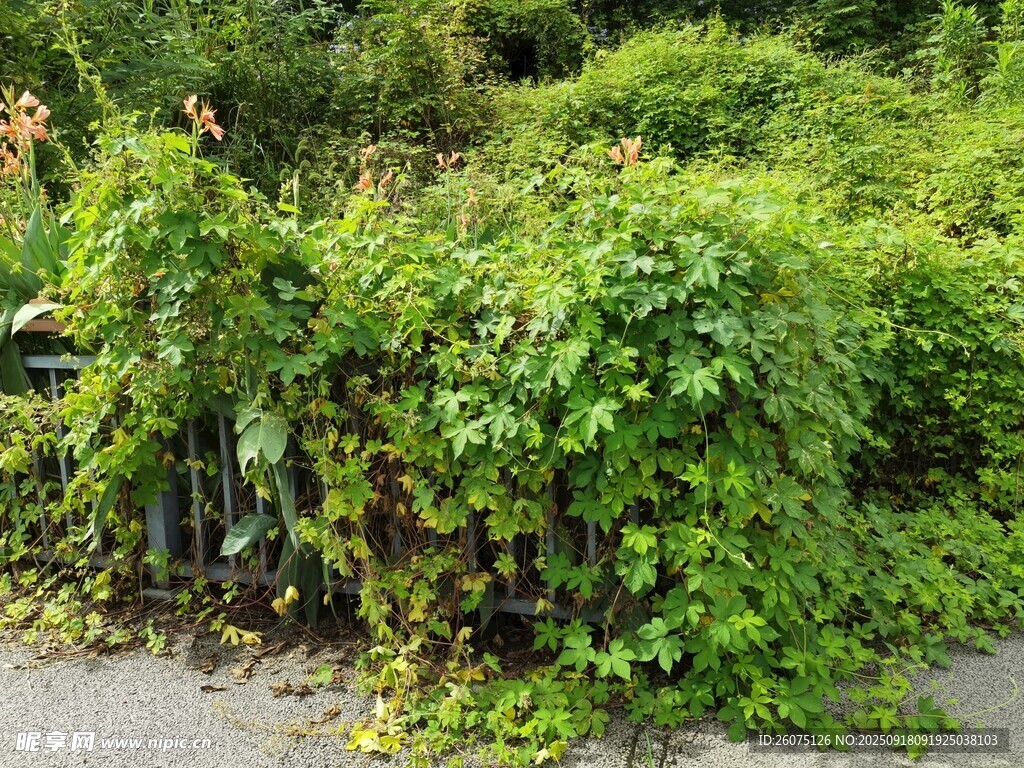 藤蔓覆盖的围栏景观