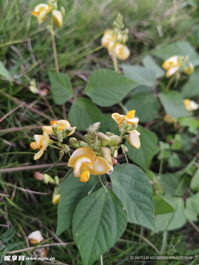 黄色野花绽放于草丛中