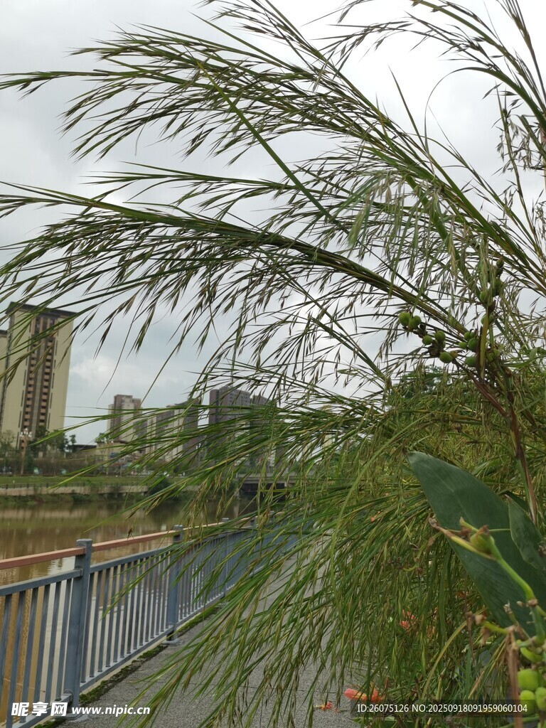 河畔随风摇曳的葱郁植物