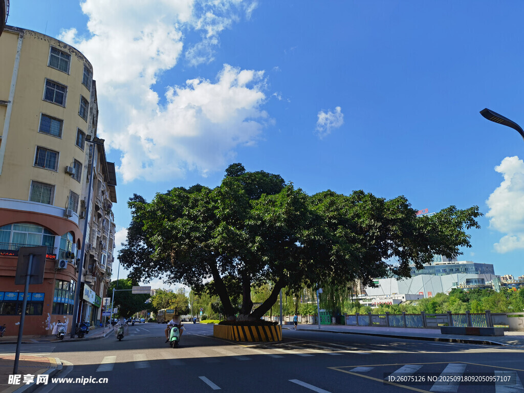 城市街角绿树与建筑风景