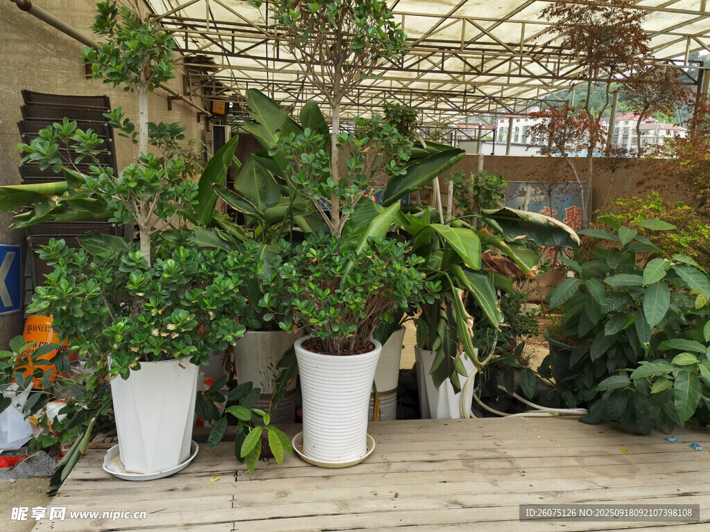 室内绿植盆栽景观展示