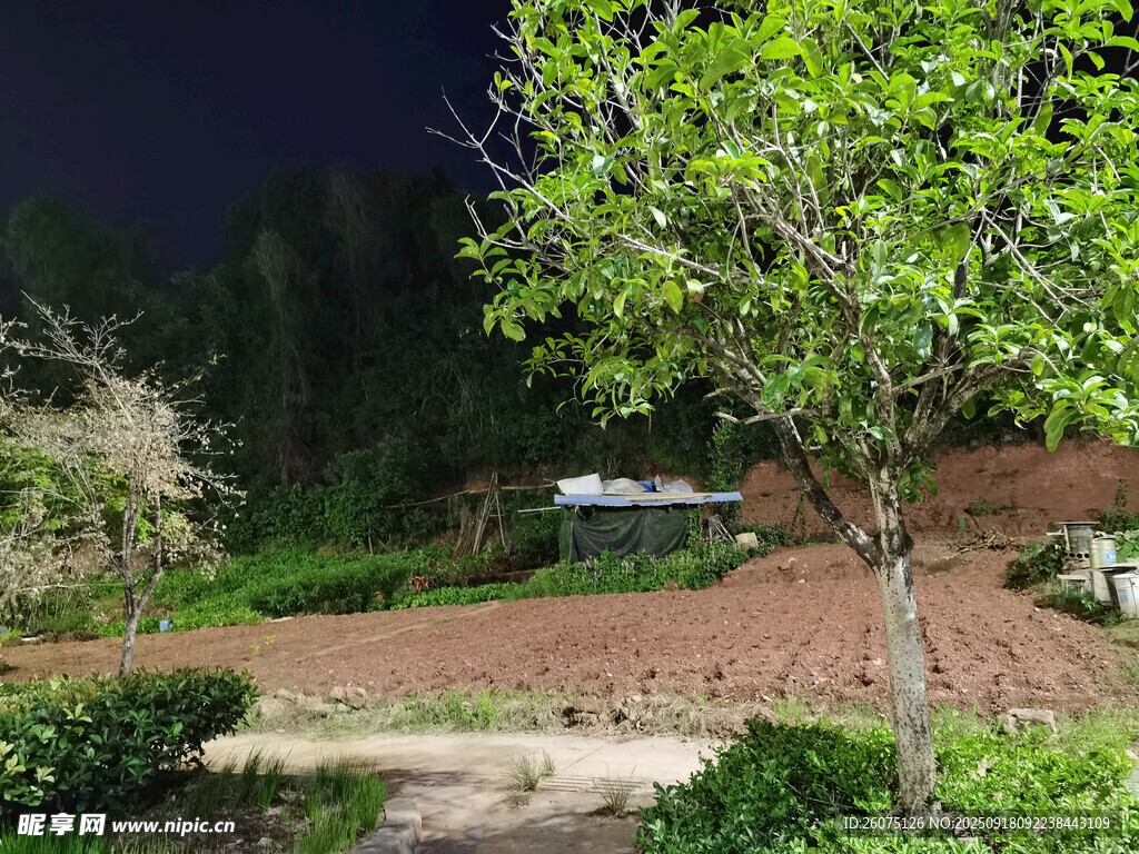 夜晚静谧的庭院景观