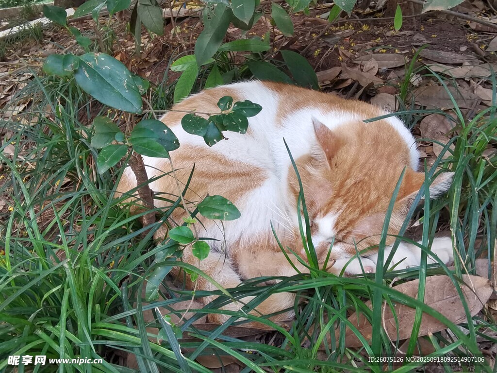 草丛中酣睡的可爱猫咪
