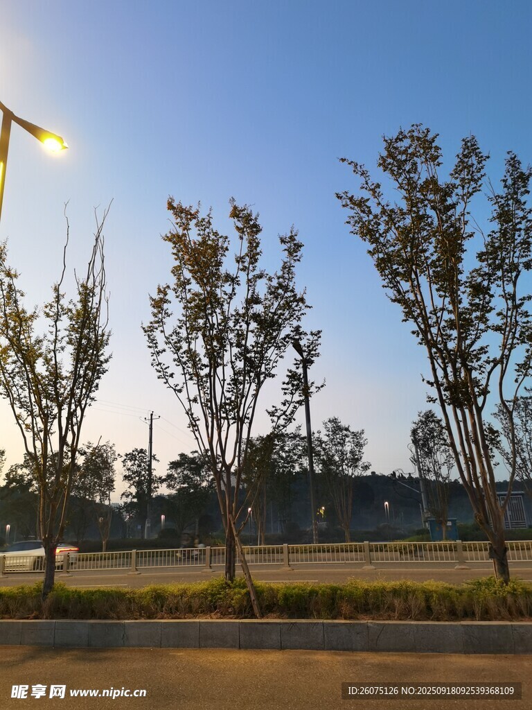 道路旁挺拔树木与蓝天