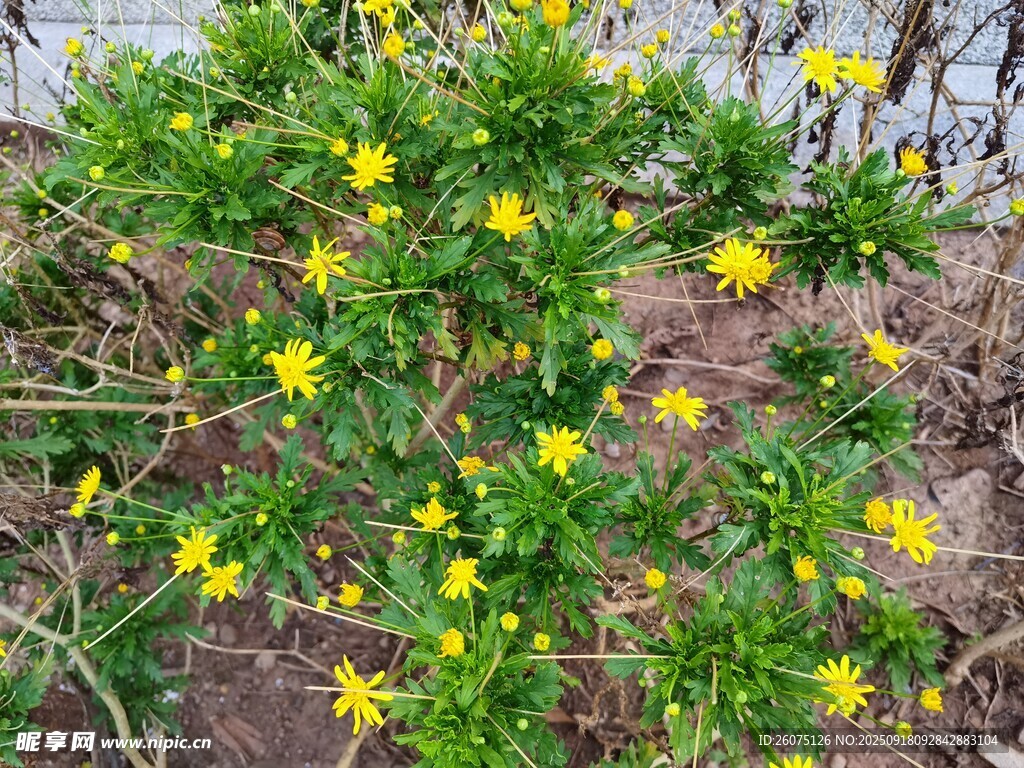 黄色小花绽放的绿色植株