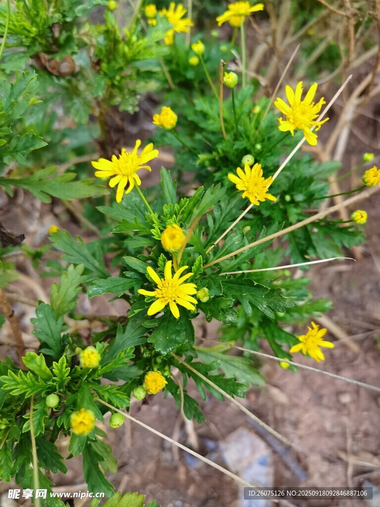 黄色小花绽放于绿植间