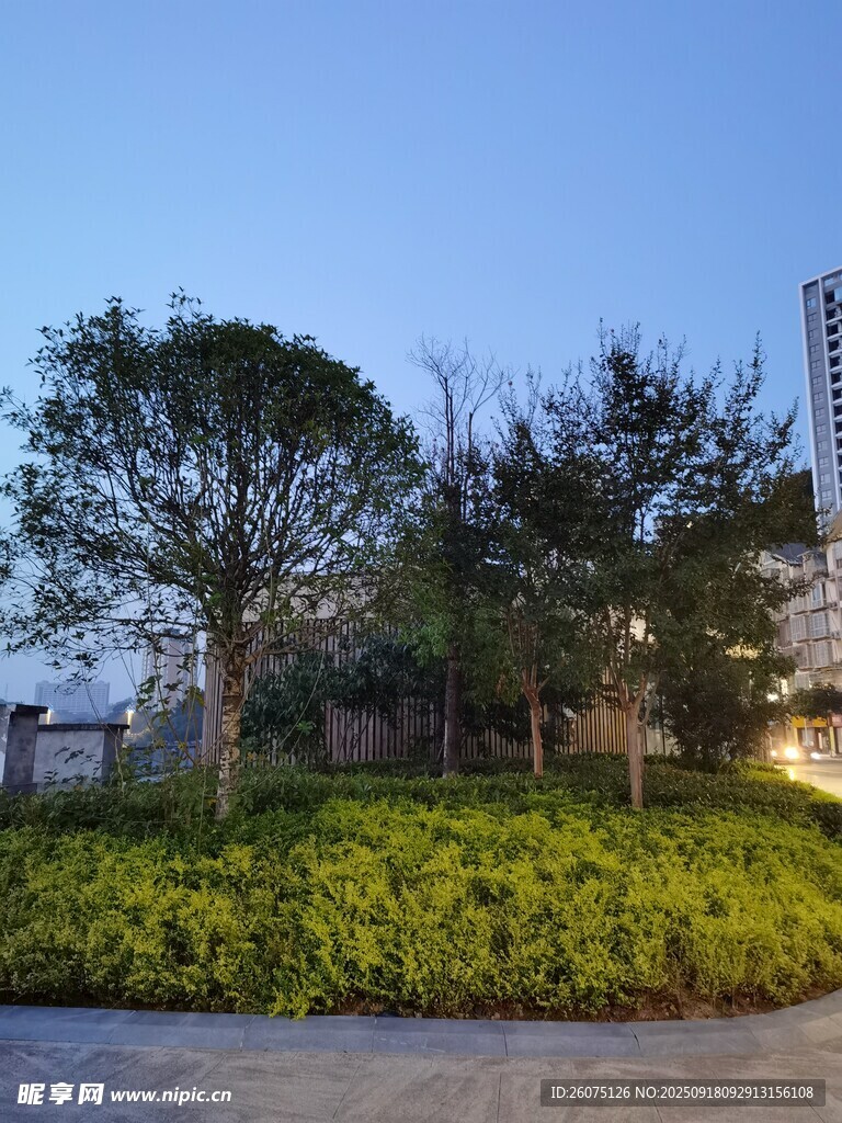 城市绿植景观一角