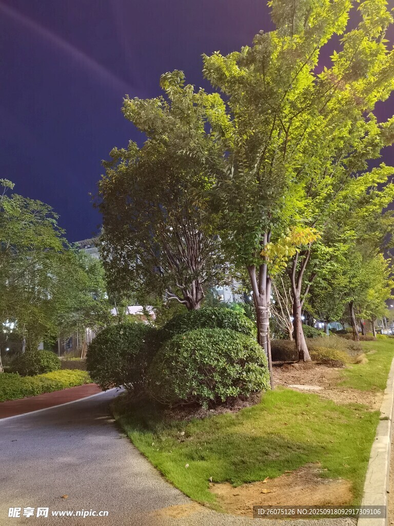 夜晚静谧的林荫小道