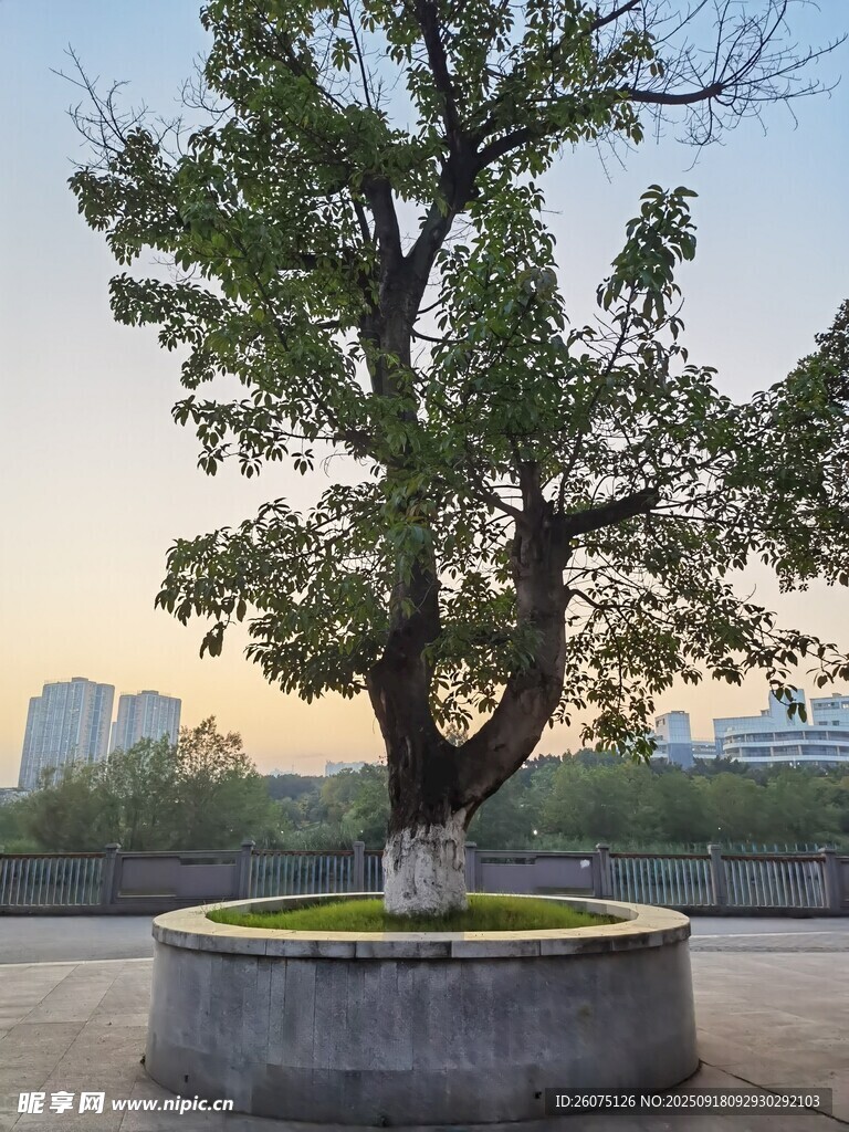 广场孤树城市中的静谧景致