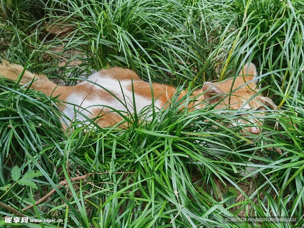 草地上休憩的可爱猫咪