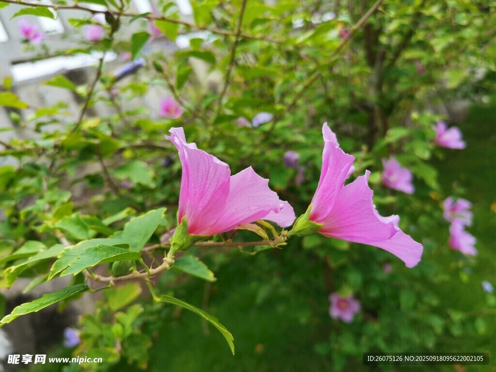 两朵娇艳粉色喇叭状花朵