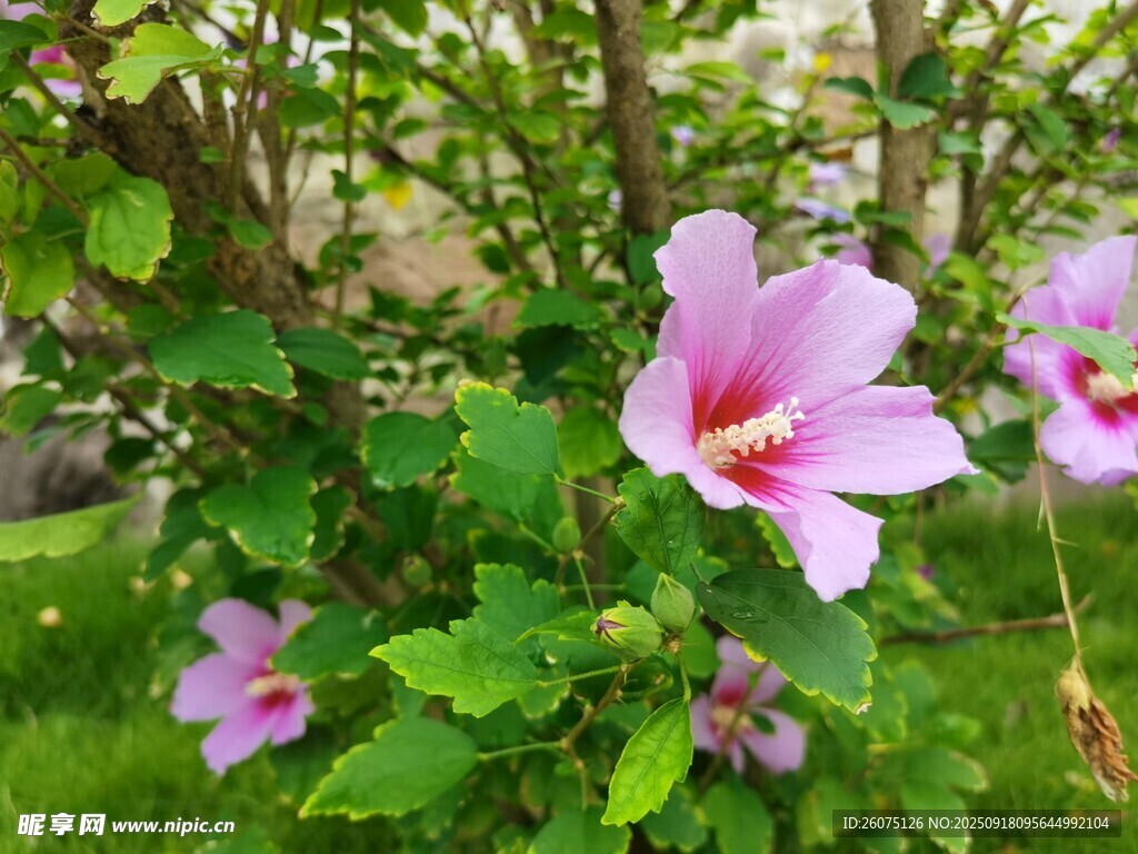 娇艳木槿花绽放于绿叶间