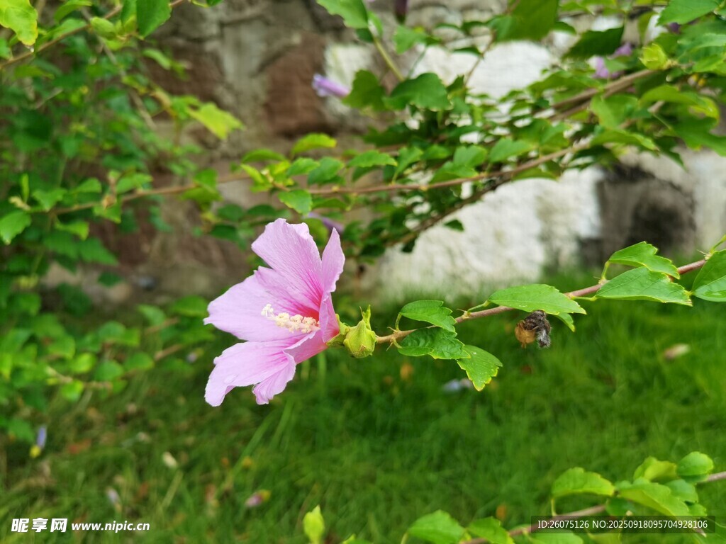 粉色木槿花绽放于绿叶间