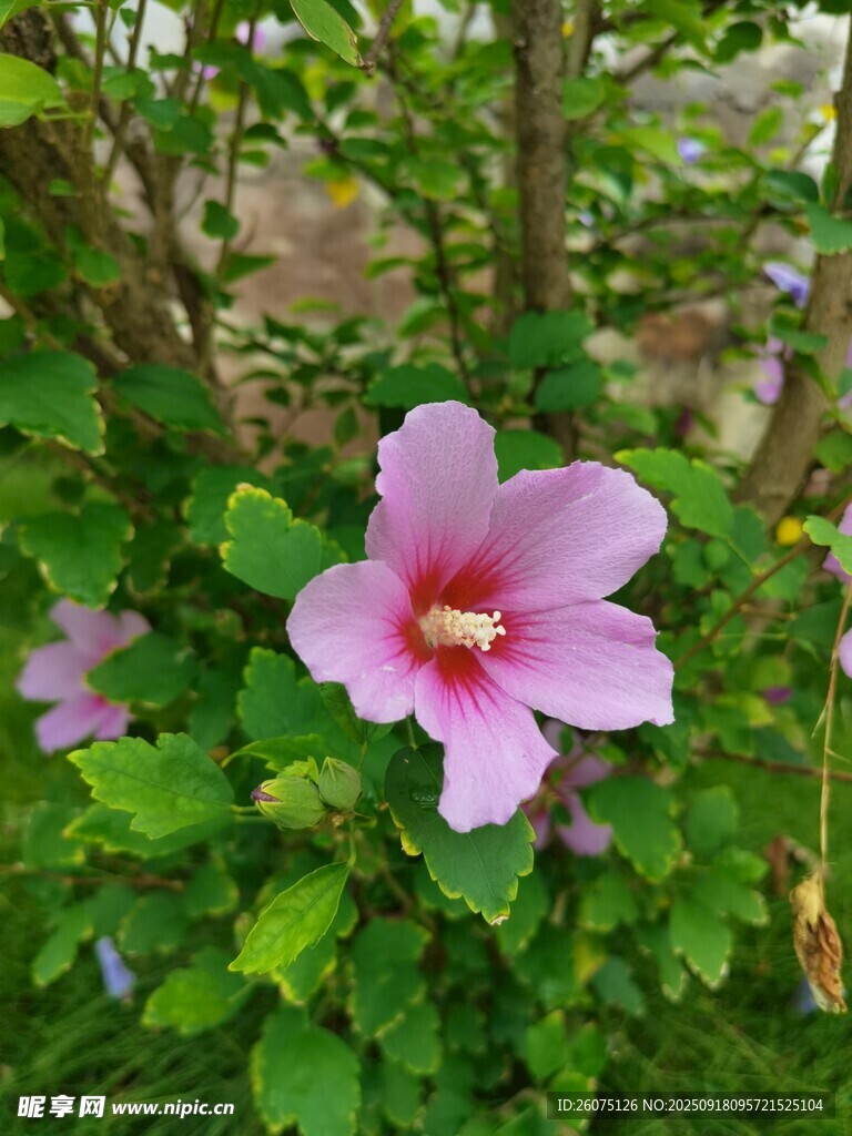 娇艳木槿花绽放绿叶间
