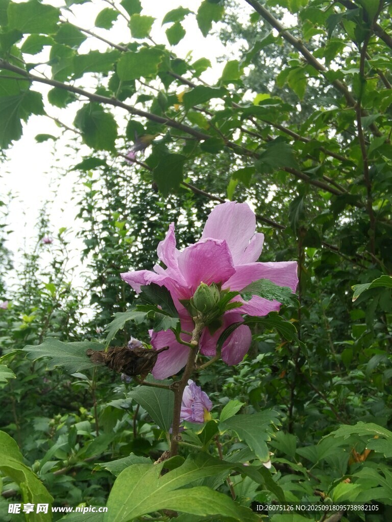绿叶间绽放的娇艳粉花